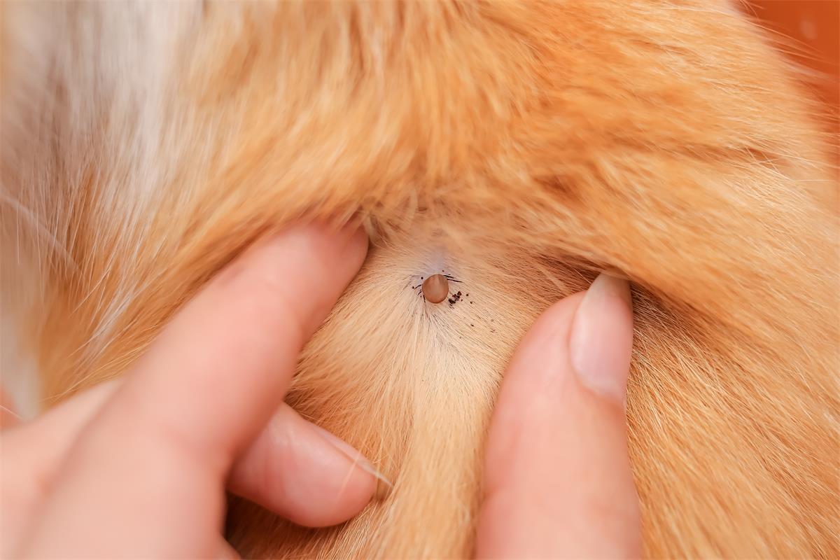 Tick spreading Lyme disease to a dog